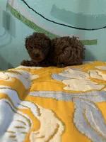 AKC toy boy 1, a male Poodle - Toy  for sale in Newalla, OK – 4 of 4
