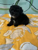 Teacup boy2 , a male Shihpoo and Poodle - Toy  for sale in Newalla, OK – 3 of 3