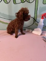 AKC teacup boy, a male Poodle - Toy  for sale in Newalla, OK – 3 of 6