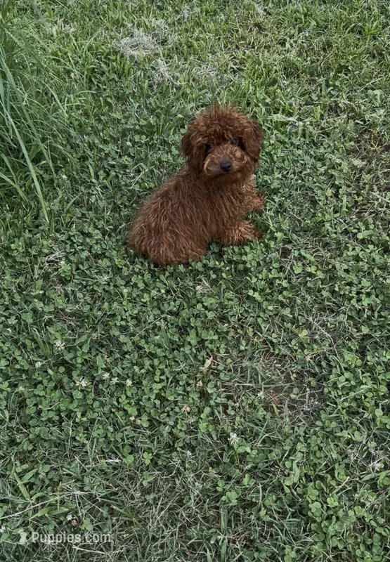 AKC Tcup m – Poodle - Toy  puppy for sale in Newalla, OK
