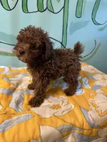 AKC toy boy, a male Poodle - Toy  for sale in Newalla, OK – 3 of 3
