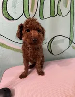 AKC TCup#m1, a male Poodle - Toy  for sale in Newalla, OK – 3 of 4
