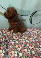 AKC lily girl , a female Poodle - Toy  for sale in Newalla, OK – 3 of 3