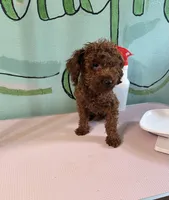 AKC Tcup boy pet, a male Poodle - Toy  for sale in Newalla, OK – 3 of 3