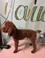 AKC teacup boy, a male Poodle - Toy  for sale in Newalla, OK – Photo 1 of 3