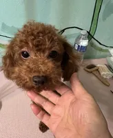 AKC teacup boy, a male Poodle - Toy  for sale in Newalla, OK – Photo 2 of 3