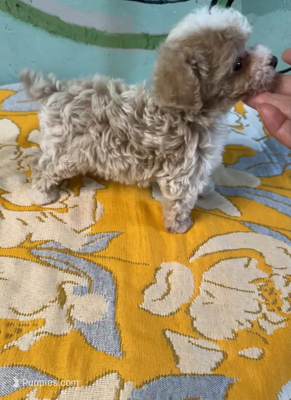 Teacup girl 1  – Shihpoo, Poodle - Toy  puppy for sale in Newalla, OK