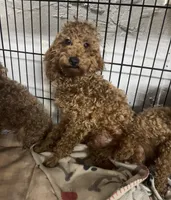 AKC boy, a male Poodle - Toy  for sale in Newalla, OK – 1 of 2