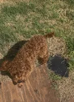 AKC boy, a male Poodle - Toy  for sale in Newalla, OK – 2 of 3