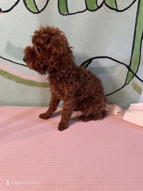 AKC teacup boy – Poodle - Toy  puppy for sale in Newalla, OK