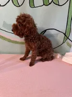 AKC teacup boy, a male Poodle - Toy  for sale in Newalla, OK – 1 of 6