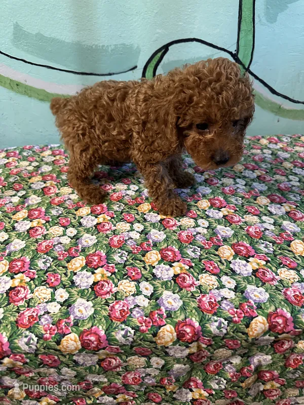 AKC Lily m3 – Poodle - Toy  puppy for sale in Newalla, OK