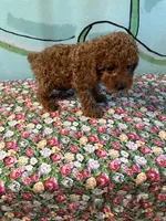 AKC Lily m3, a male Poodle - Toy  for sale in Newalla, OK – 1 of 2