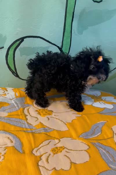 micro Girl 🐶 , a female Shihpoo and Poodle - Toy  for sale in Newalla, OK – 4 of 4
