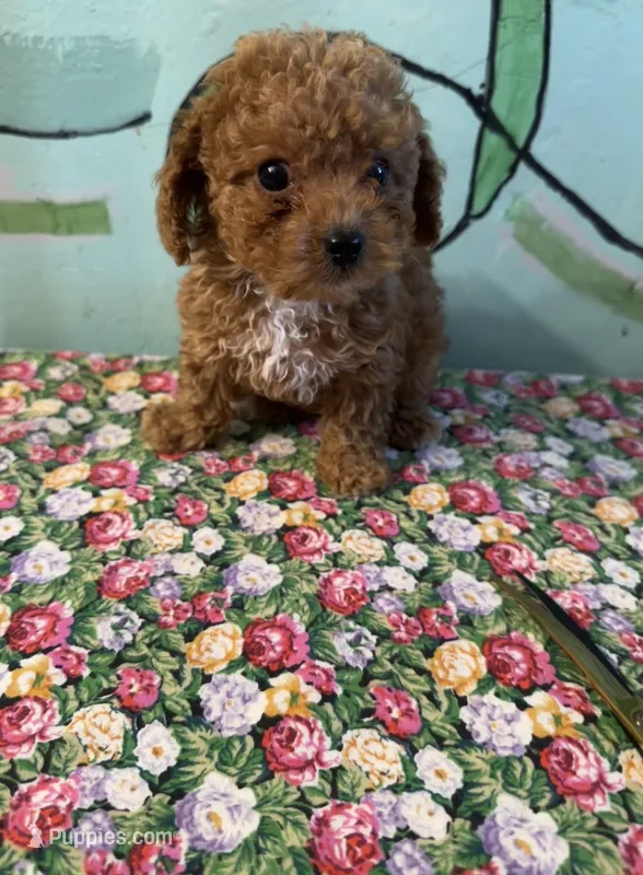 Shihpoo girl – Shihpoo puppy for sale in Newalla, OK