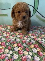 Shihpoo girl, a female Shihpoo for sale in Newalla, OK – 1 of 3