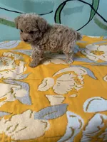 Teacup boy 1 , a male Shihpoo and Poodle - Toy  for sale in Newalla, OK – 2 of 5