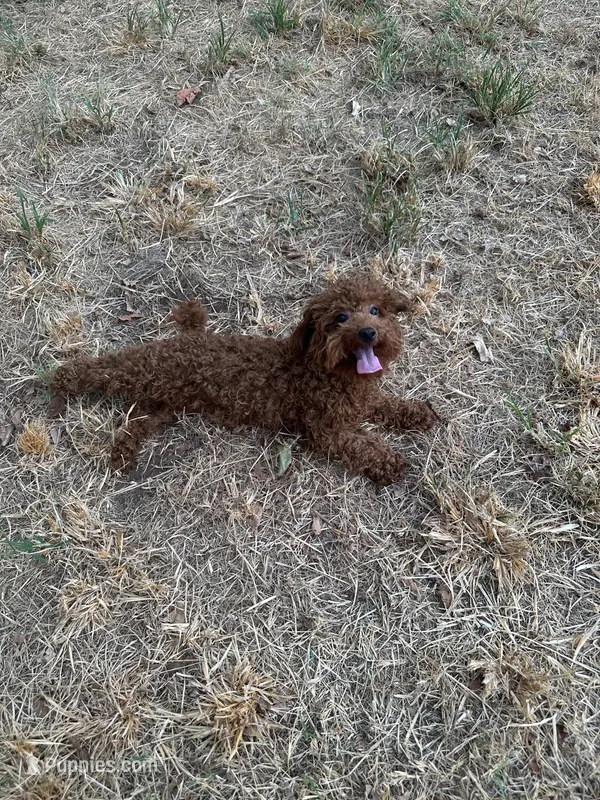 AKC #f – Poodle - Toy  puppy for sale in Newalla, OK