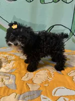 micro Girl 🐶 , a female Shihpoo and Poodle - Toy  for sale in Newalla, OK – 3 of 4