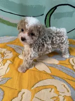 Teacup girl 1 , a female Shihpoo and Poodle - Toy  for sale in Newalla, OK – 3 of 5