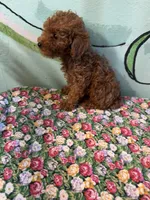 AKC Lily m2 , a male Poodle - Toy  for sale in Newalla, OK – 3 of 4