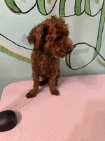 AKC TCup#m1, a male Poodle - Toy  for sale in Newalla, OK – 2 of 4