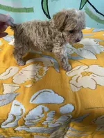 Teacup boy 1 , a male Shihpoo and Poodle - Toy  for sale in Newalla, OK – 5 of 5