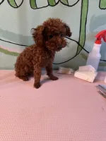 AKC teacup boy, a male Poodle - Toy  for sale in Newalla, OK – 2 of 6