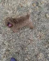 AKC apricot girl , a female Poodle - Toy  for sale in Newalla, OK – 2 of 4