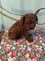 AKC Tcup boy2, a male Poodle - Toy  for sale in Newalla, OK – Photo 1 of 2