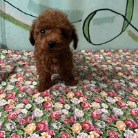 AKC TCup#m1, a male Poodle - Toy  for sale in Newalla, OK – Photo 2 of 3