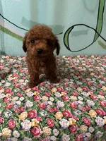 AKC TCup#m1, a male Poodle - Toy  for sale in Newalla, OK – Photo 2 of 3