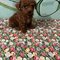 AKC TCup#m1, a male Poodle - Toy  for sale in Newalla, OK – Photo 3 of 3