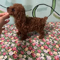 AKC TCup#m1, a male Poodle - Toy  for sale in Newalla, OK – Photo 1 of 3