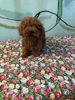 AKC Lily teacup m1 , a male Poodle - Toy  for sale in Newalla, OK – 3 of 5