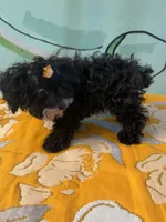 micro Girl 🐶 , a female Shihpoo and Poodle - Toy  for sale in Newalla, OK – 2 of 4