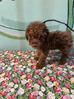 AKC Teacup girl#, a female Poodle - Toy  for sale in Newalla, OK – 2 of 4