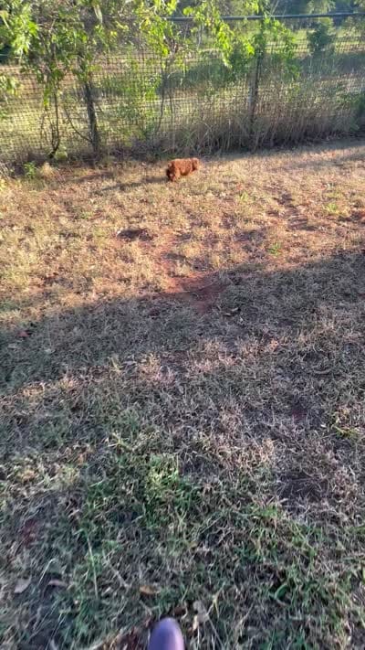 AKC Tcup F, a female Poodle - Toy  for sale in Newalla, OK – 4 of 4