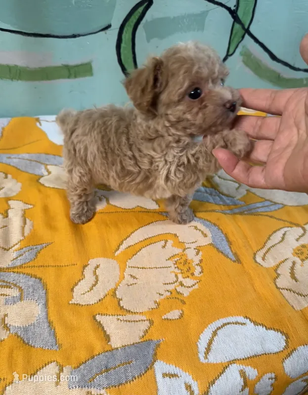 Teacup boy 1  – Shihpoo, Poodle - Toy  puppy for sale in Newalla, OK
