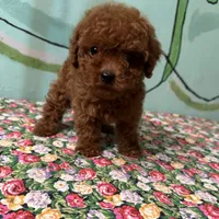 AKC Tcup f1, a female Poodle - Toy  for sale in Newalla, OK – Photo 4 of 5