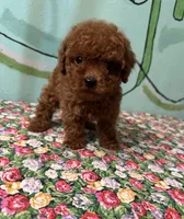 AKC Tcup f1, a female Poodle - Toy  for sale in Newalla, OK – Photo 4 of 5