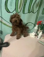 AKC Tcup f1, a female Poodle - Toy  for sale in Newalla, OK – 4 of 5