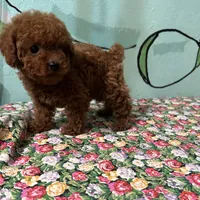 AKC Tcup f1, a female Poodle - Toy  for sale in Newalla, OK – Photo 2 of 5