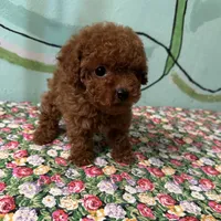 AKC Tcup f1, a female Poodle - Toy  for sale in Newalla, OK – Photo 1 of 5