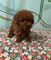 AKC Tcup f1, a female Poodle - Toy  for sale in Newalla, OK – Photo 1 of 5