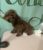 AKC Tcup f1, a female Poodle - Toy  for sale in Newalla, OK – 3 of 5