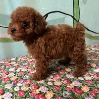 AKC Tcup f1, a female Poodle - Toy  for sale in Newalla, OK – Photo 3 of 5