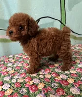 AKC Tcup f1, a female Poodle - Toy  for sale in Newalla, OK – Photo 3 of 5