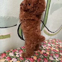 AKC Tcup f1, a female Poodle - Toy  for sale in Newalla, OK – Photo 5 of 5