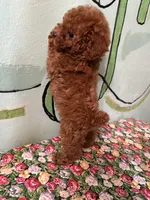 AKC Tcup f1, a female Poodle - Toy  for sale in Newalla, OK – Photo 5 of 5
